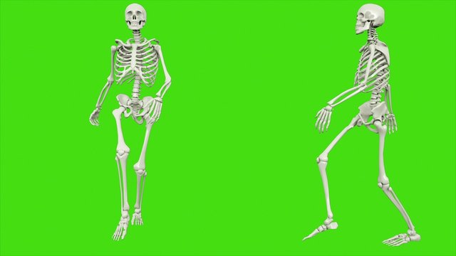 Skeleton walk on green screen. 3D rendering