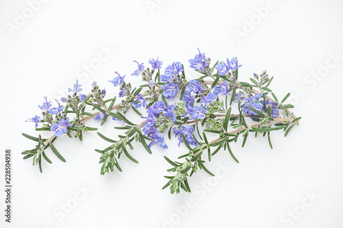 ローズマリーの花
