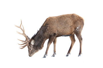 Wall Mural - Red deer with large antlers isolated on white background feeding in the winter snow in Canada
