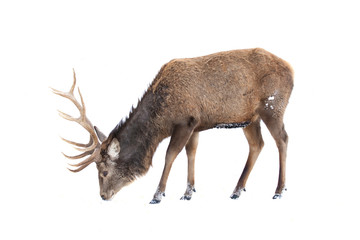 Poster - Red deer with large antlers isolated on white background feeding in the winter snow in Canada