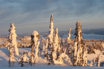 Wall Mural - Snow covered trees at sunset - Mount Rainier national park 