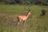 Fototapeta Sawanna - Impala in the wild