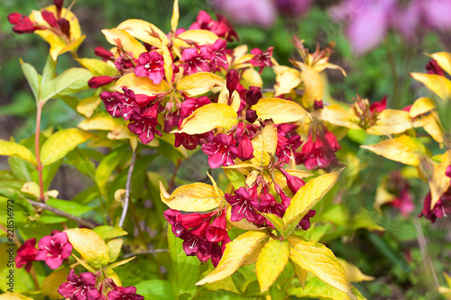 Red Flowers And Golden Yellow Leaves Of The Weigela Shrub Jeans Gold Buy This Stock Photo And Explore Similar Images At Adobe Stock Adobe Stock