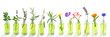 essential oil banner. Essential oil. essential oil with flower, and fresh medicinal herbs, on white background