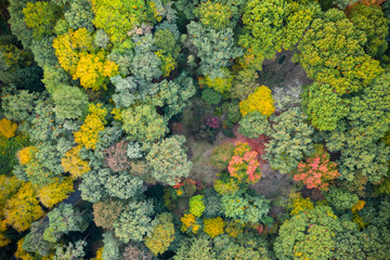 Wall Mural - Aerial view of autumn foliage forest.