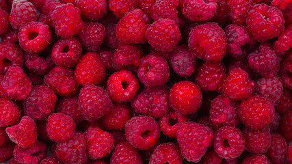 Fresh raspberries background.  Closeup photo, top view.