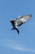 flying of speed racing pigeon against clear blue sky