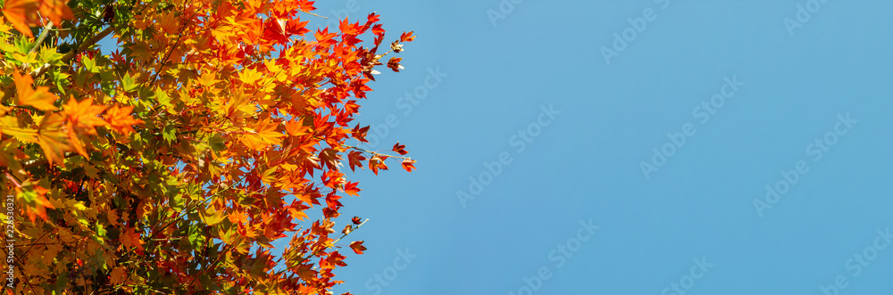 coloured leafs of a tree in autumn in front of a blue sky - obrazy, fototapety, plakaty 