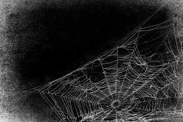 Wall Mural - Spiderwebs isolated on black grunge background. Cobweb in the corner.  Halloween party. Texture of spider web. Horror, scary Halloween decoration. Gothic style