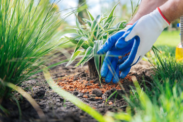 Professional gardener. Professional gardener wearing white gloves feeling responsible while giving master class outside