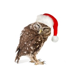 Little Owl (Athene noctua) standing with santa hat. Isolated on white background