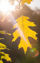 Wall Mural - isolated two fall golden leaves, autumn color with oranges and green soft focus background