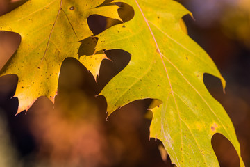 Wall Mural - isolated two fall golden leaves, autumn color with oranges and green soft focus background