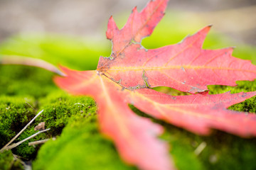 Wall Mural - Closeup of bright red and yellow maple autumn leaf laying on mossy forest floor.  Wet with dew and rain. Selective and shallow focus. 
