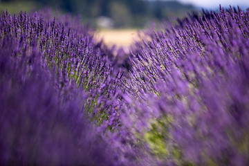 Gap between two adjacent rows on lavender with a view of wheat field in the background