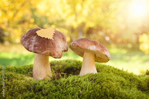 Fotografie, Obraz Two edible wild mushrooms in the forest on a sunny day