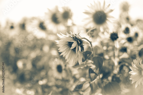 Fototeppich - Beautiful sunflower field in the afternoon. (von bearok)