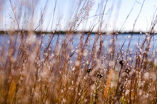 Artistic Focus View Of Dead Grasses, Reeds And Wildflowers Against A Blue Sky. Lake Minnetonka In Minnesota In The Background. Photo Taken In Tonka Bay MN