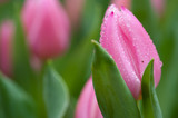 Fototapeta Tulipany - Pink Tulip on spot