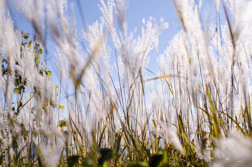 Fotografie, Obraz Beautiful white reeds glistening in the bright autumn sunshine against a blue cr