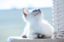 Thai Cat Pelage Breed Kitten Small Cat Pet Gray White Brown Beige Blue Eyes Sunlight Window Sun Jokey