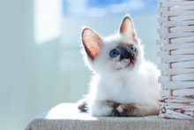 Thai Cat Pelage Breed Kitten Small Cat Pet Gray White Brown Beige Blue Eyes Sunlight Window Sun Jokey