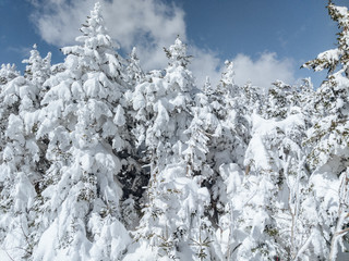 Fresh mountain powder covers alpine trees after heavy winter snowfall