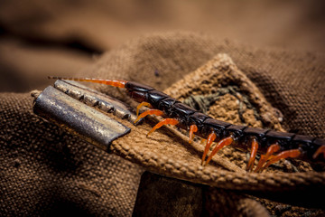 centipede