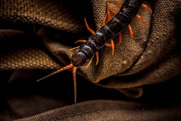 centipede