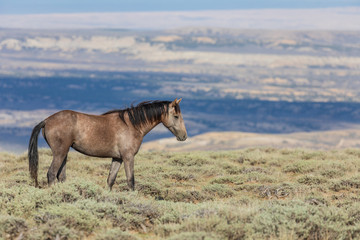 Sticker - Wild Horse in the Colorado Desert in Summer