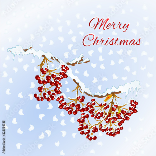 Merry Christmas Lettering New Year Holiday Celebration Design With Rowan Red Berries On Branch Covered With Snow Seasonal Sale Advertising Element Vintage Vector Illustration Editable Hand Draw Buy This Stock Vector