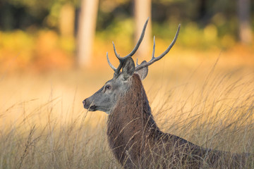 Wall Mural - deer in tall grass