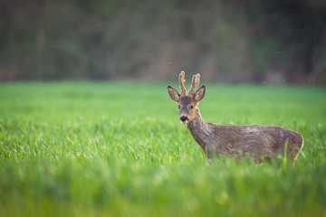 Wall Mural - deer in a field