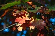 Autumn. Bright red, yellow and green maple leaves closeup.