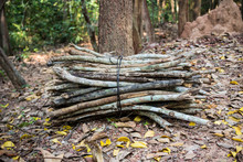 Stack Of Dry Firewood In The Forest. A Careful Heap Of Bound Brushwood On Ground. Preparation Of Wood Stacked For Sale In Cambodia.
