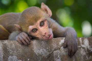 The Rhesus Macaque Monkey sleeping on the tree in its natural habitat.