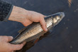 Chub (Squalius cephalus) in the hand of fisherman in water.Catch and release