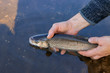 Chub (Squalius cephalus) in the hand of fisherman.Catch and release