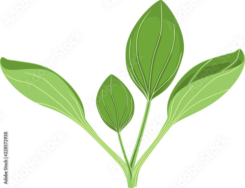 Fotografía Greater plantain or Plantago major