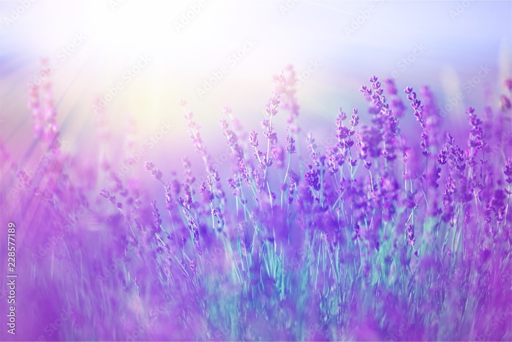 Beautiful violet lavender field - obrazy, fototapety, plakaty 