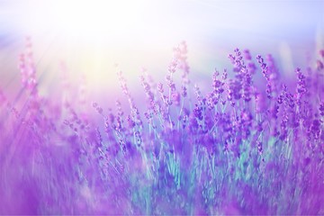 Wall Mural - Beautiful violet lavender field