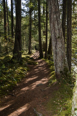 Wall Mural - Trees in winter 4