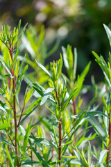 Wall Mural - Tarragon or estragon green plant, culinary and medicinal plant