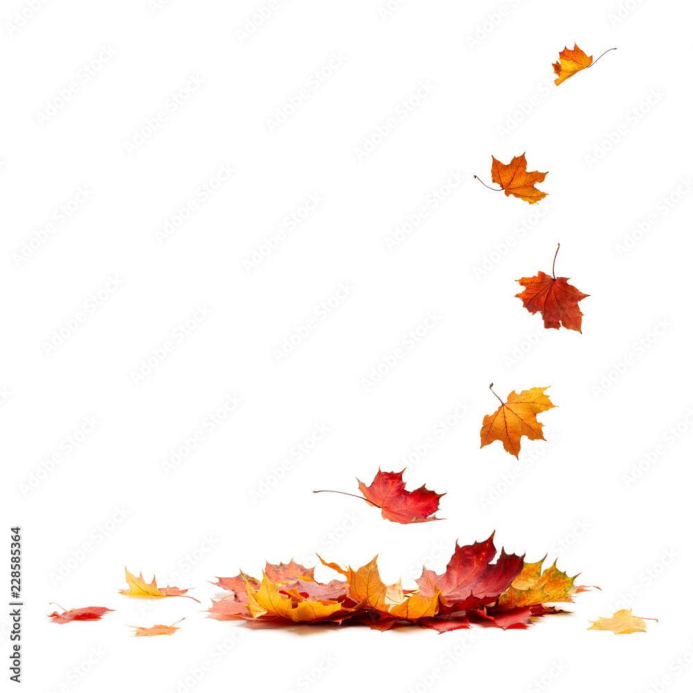 Isolated Autumn Leaves - obrazy, fototapety, plakaty 