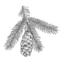 Hand drawn Fir tree branch with cone isolated on white background.