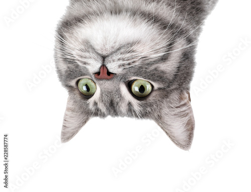 Cuadros en Lienzo Portrait of gray tabby cat on white background. Lovely pet