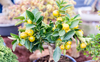 Close up of small tangerine tree, shallow dept of field