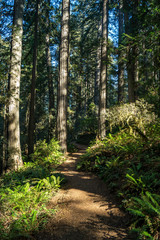 Fototapeta las ścieżka pejzaż