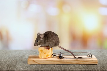 Mouse trap with cheese and mouse