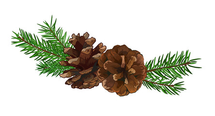 Fir tree branch with cone isolated on white background.